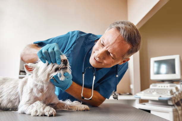 Best Emergency Tooth Extraction in Granite Falls, WA